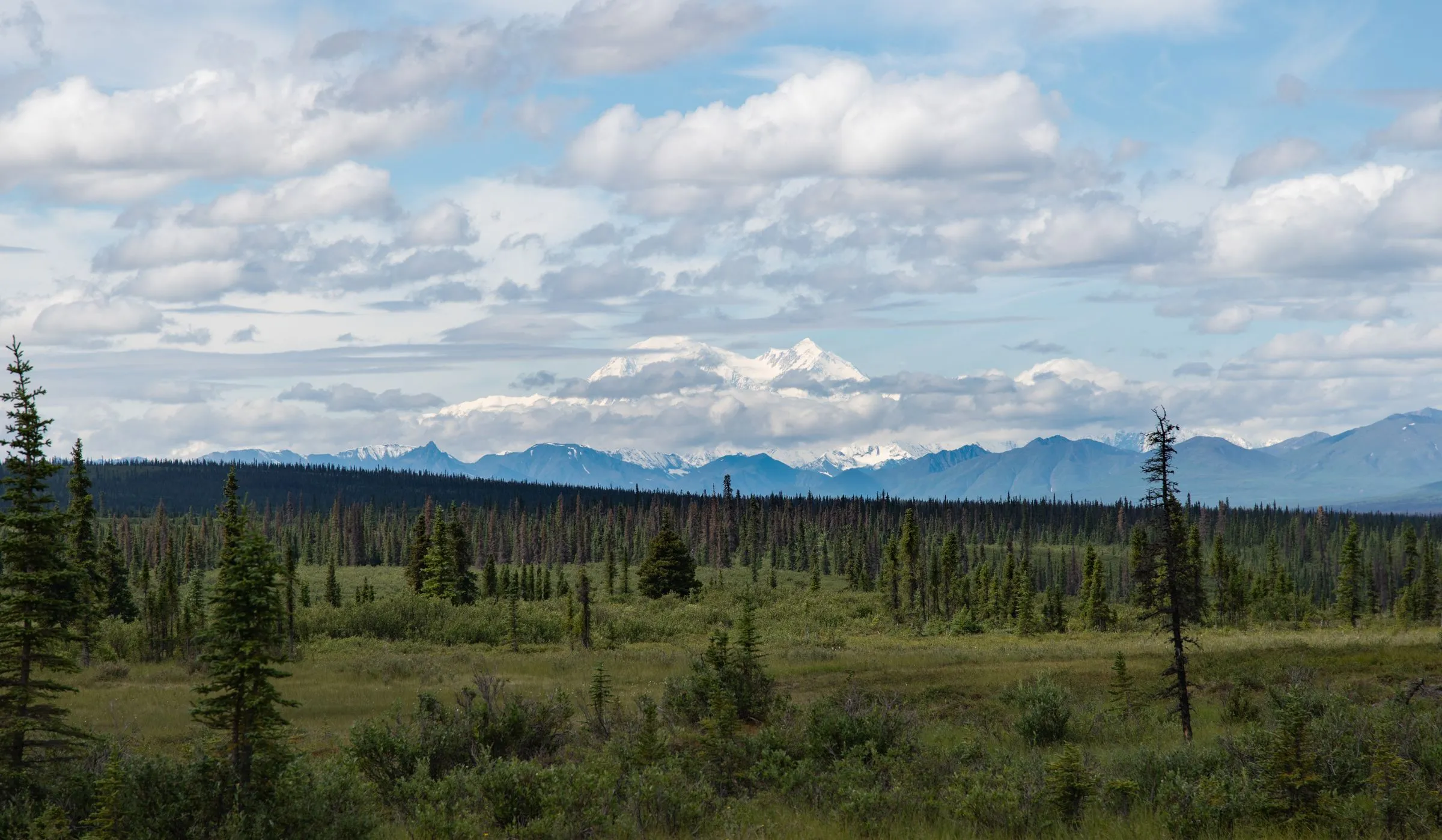 Green tundra and scattered spruce stretching to a line of distant snowy mountains